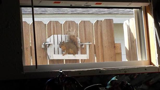 Squirrel on Bird Feeder